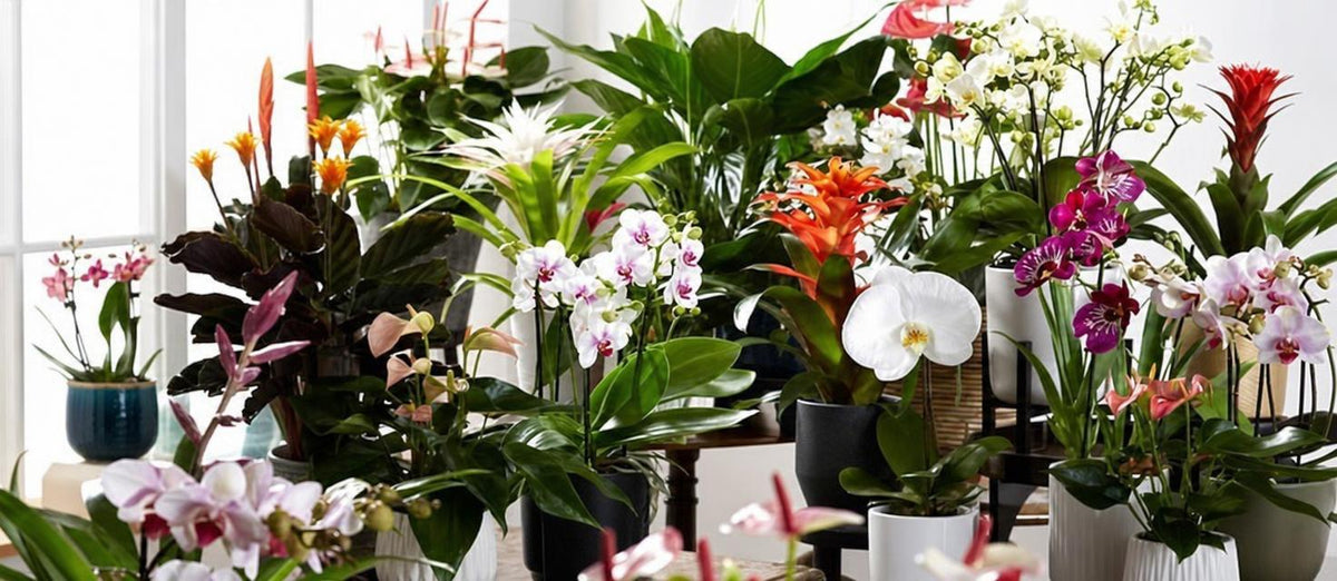 Bloeiende kamerplanten stelen de show in jouw interieur