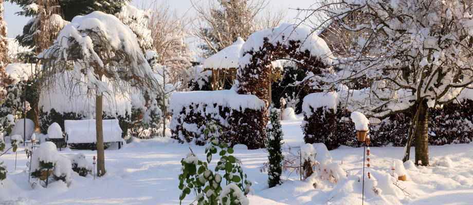 Top winterharde planten die jouw tuin opfleuren in het najaar