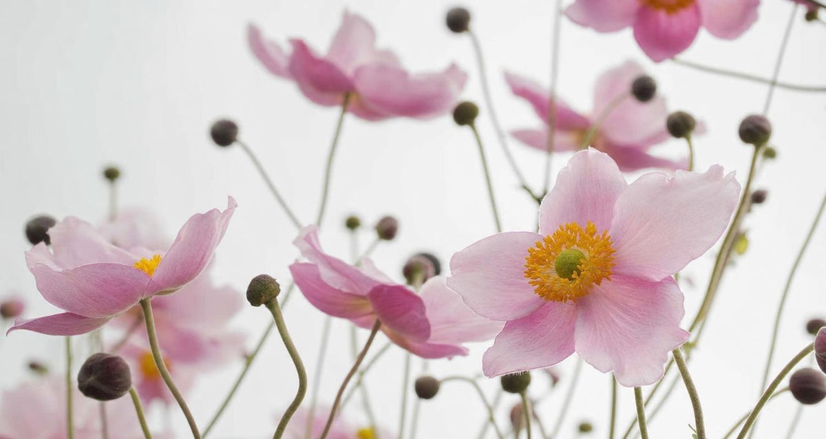 Anemonen planten en verzorgen