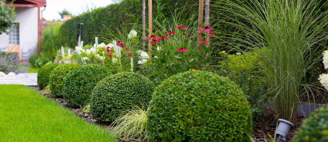 Planttips voor hagen