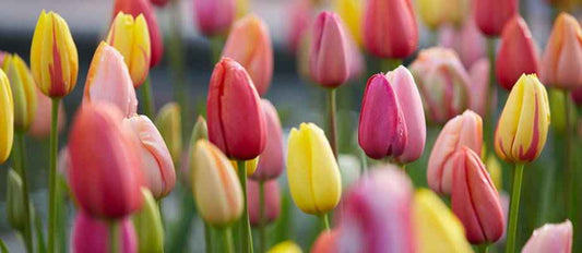 Alles wat je moet weten over tulpen