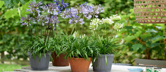 Agapanthus, de Afrikaanse lelie