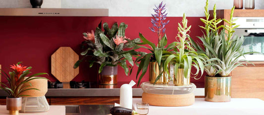 Fleur je (thuis)werkplek op met deze tropische kamerplanten