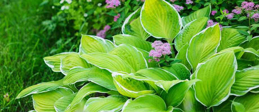 Plantenziektes, plagen en ongedierte in de tuin – Voorkomen en oplossen