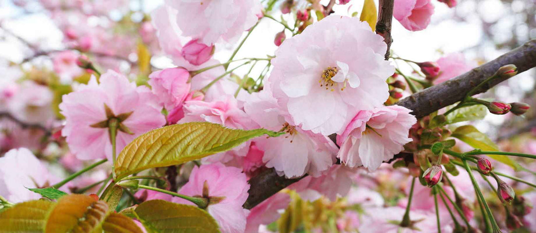Snoeien de Japanse sierkers (Prunus)