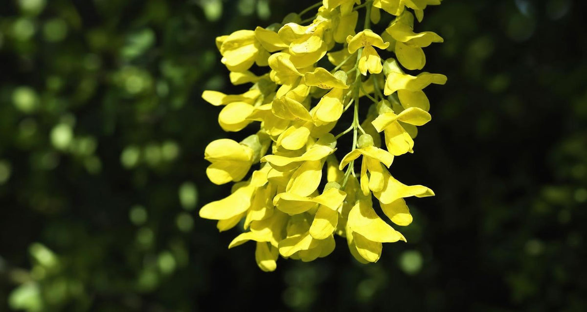 Snoeien de Goude regen (Laburnum)