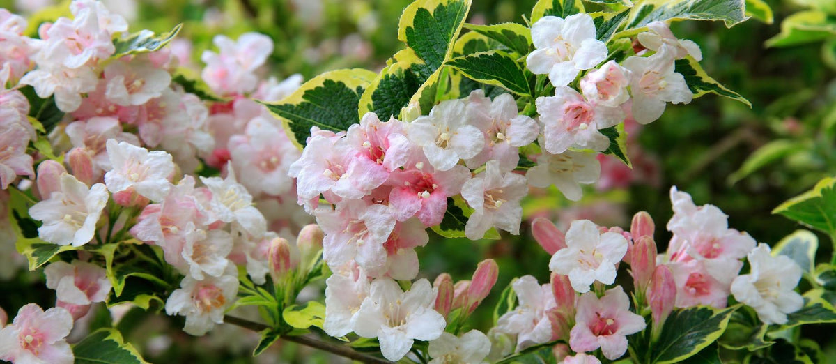 Snoeien de weigelia