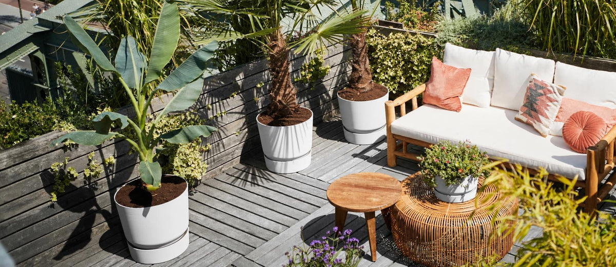 Top 5 kamerplanten voor buiten