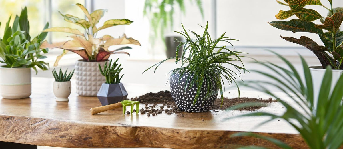 Verzorging van jouw kamerplanten tijdens de wintermaanden
