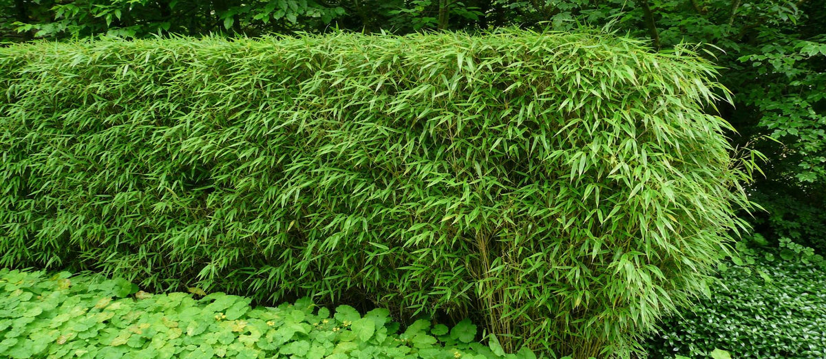Bamboe Fargesia