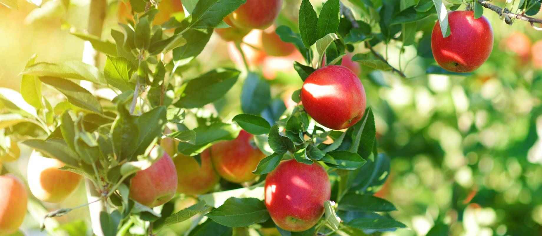 Fruitbomen Snoeien | Hoe En Wanneer | Bakker.com