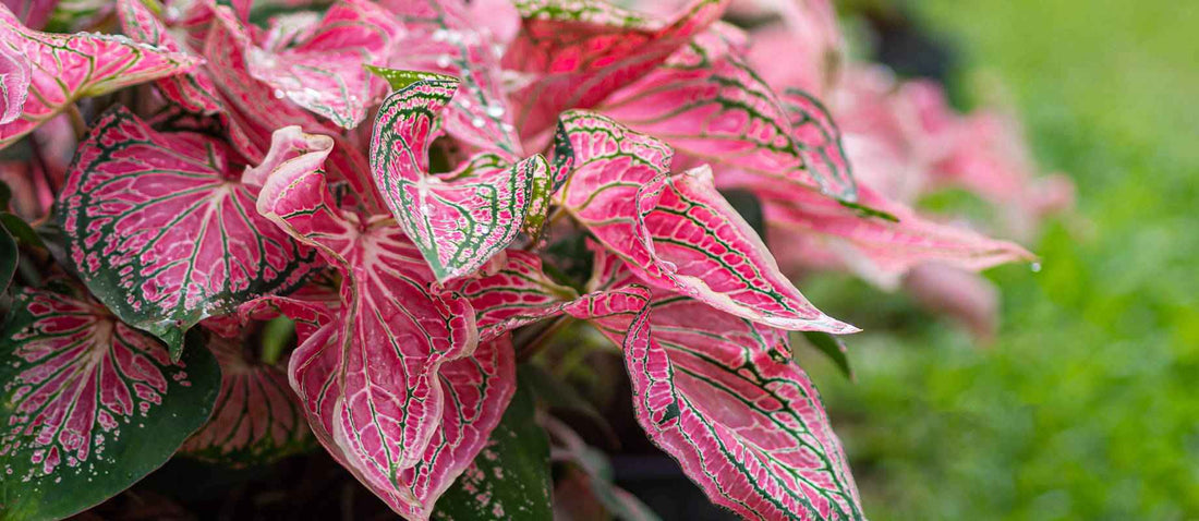 Alles wat je moet weten over de Caladium