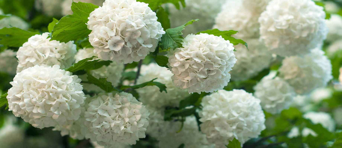 Snoeien de sneeuwbal (Viburnum)