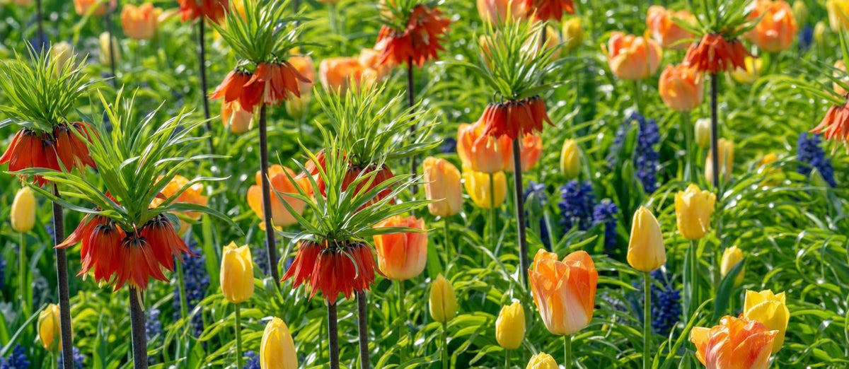 Fritillaria: de klokjes voor later in het voorjaar