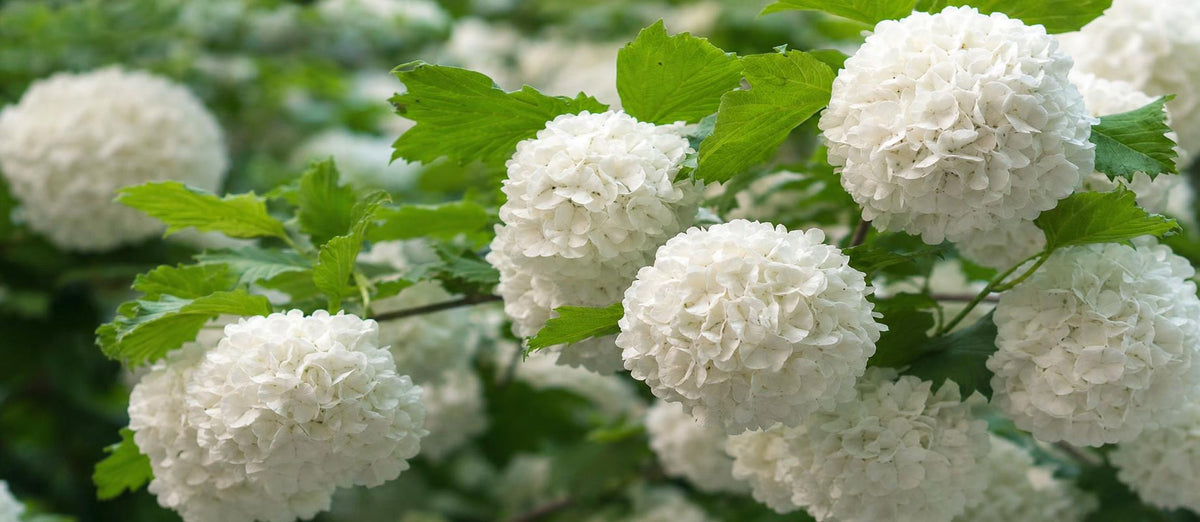 Snoeien de sneeuwbal (Viburnum)