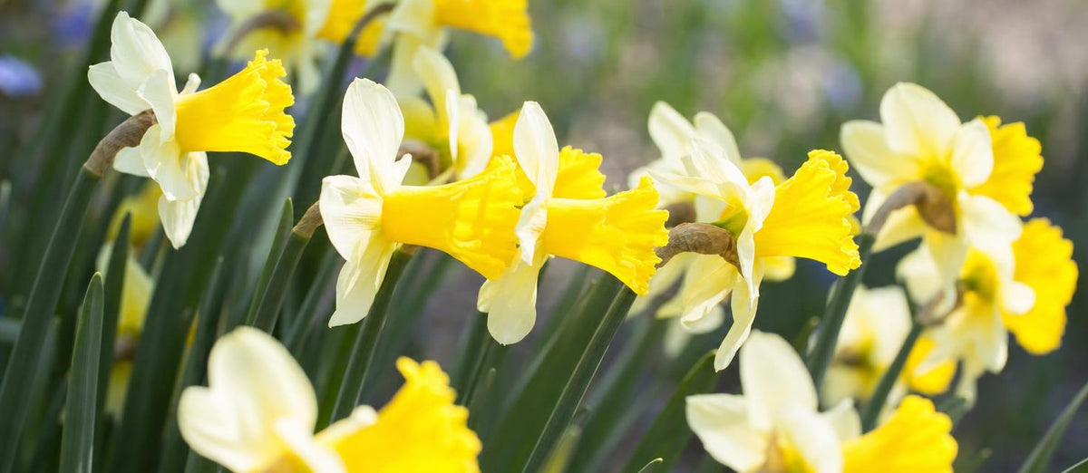 De narcis, de eerste zonnestraal van de lente