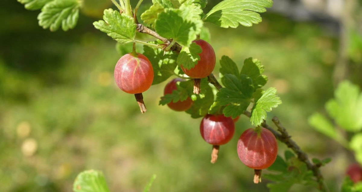 Snoeien de kruisbes (Ribes rubrum)
