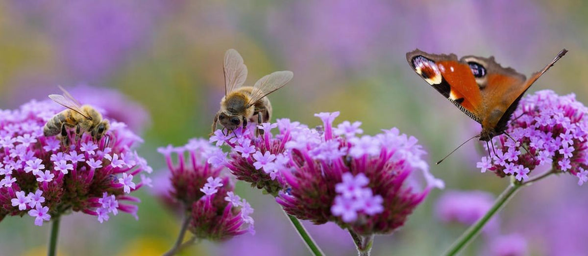 Trek vrolijke vlinders naar jouw tuin!