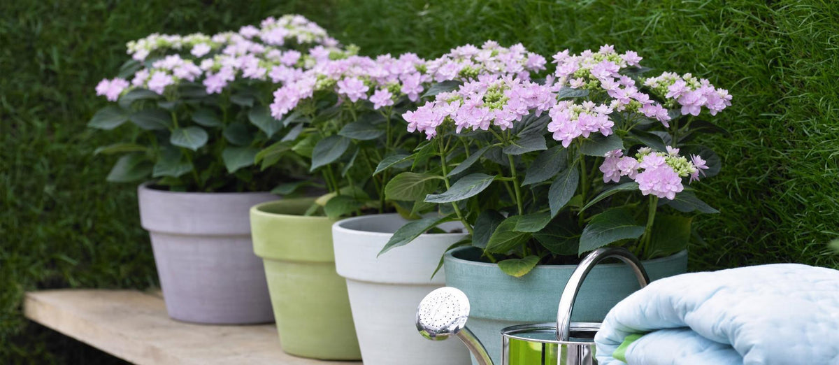 De nieuwste trend voor binnen en buiten: pastelkleurige planten