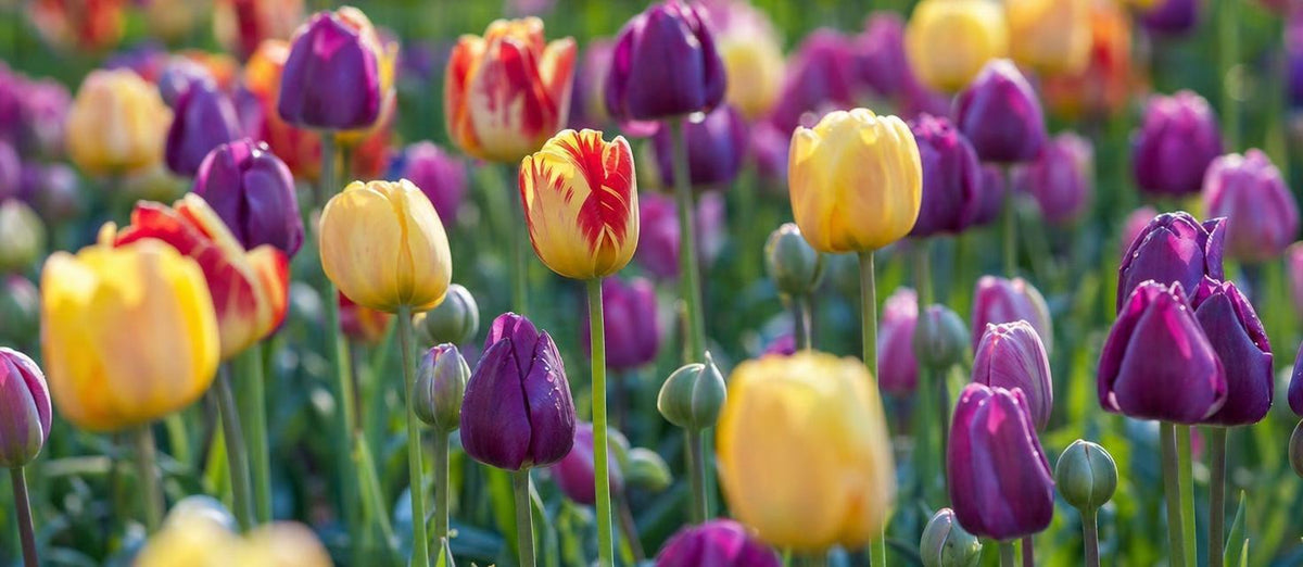 Tulpenbollen planten