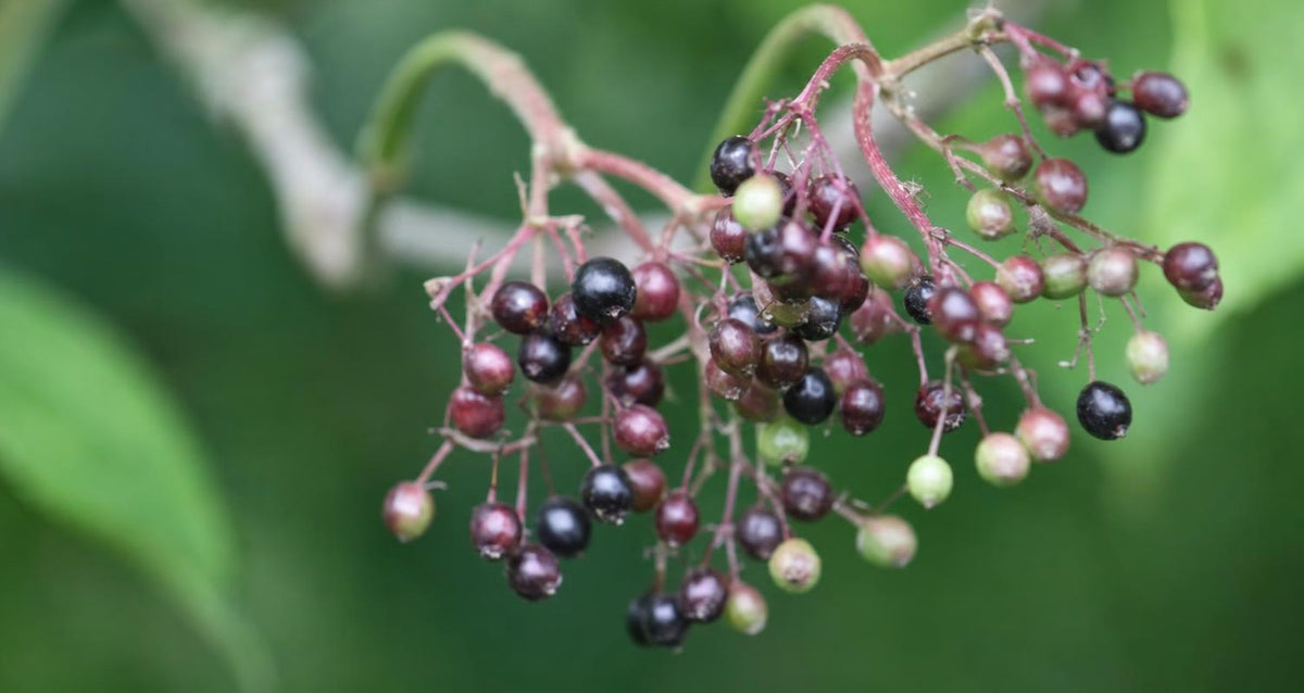 Snoeien de vlier (Sambucus)