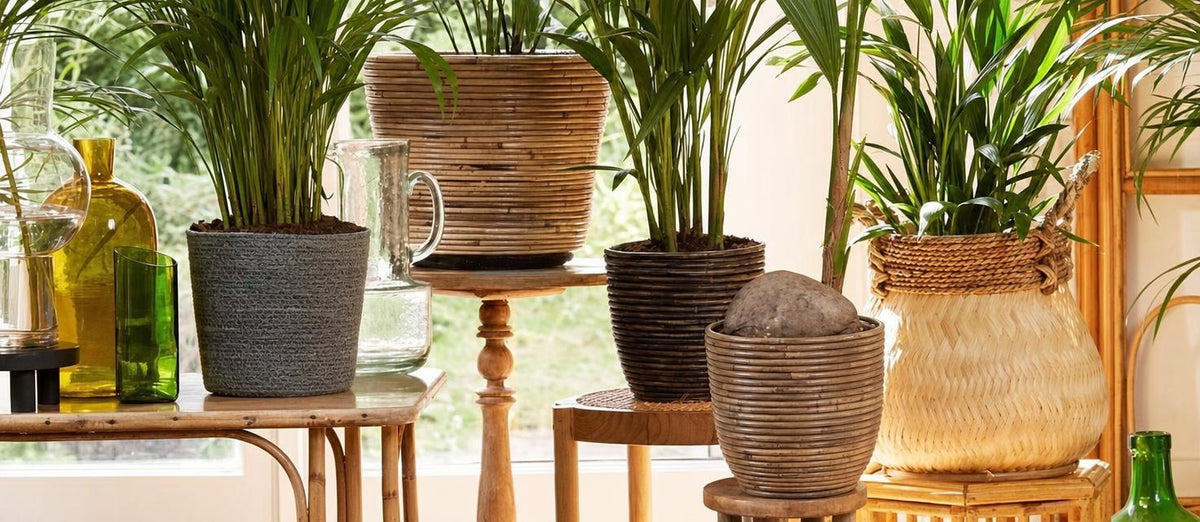 Botanische trend: planten in manden