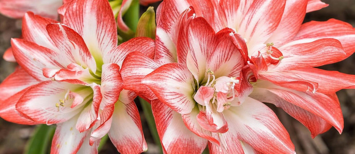 Zo verzorg je de amaryllis