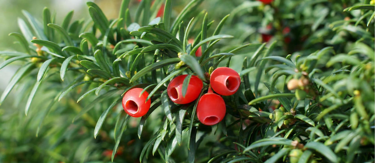 Snoeien de venijnboom (Taxus baccata)