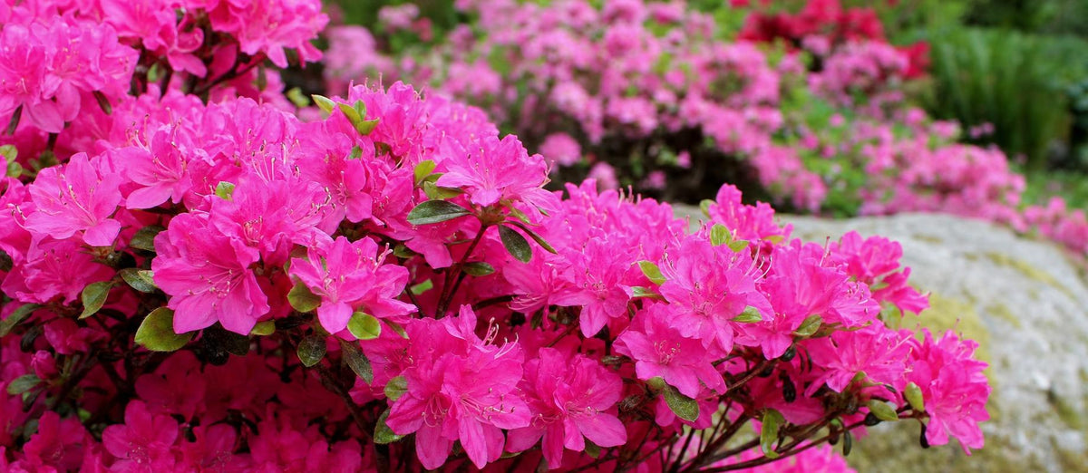 Azalea: kleurrijke voorjaarsbloeier