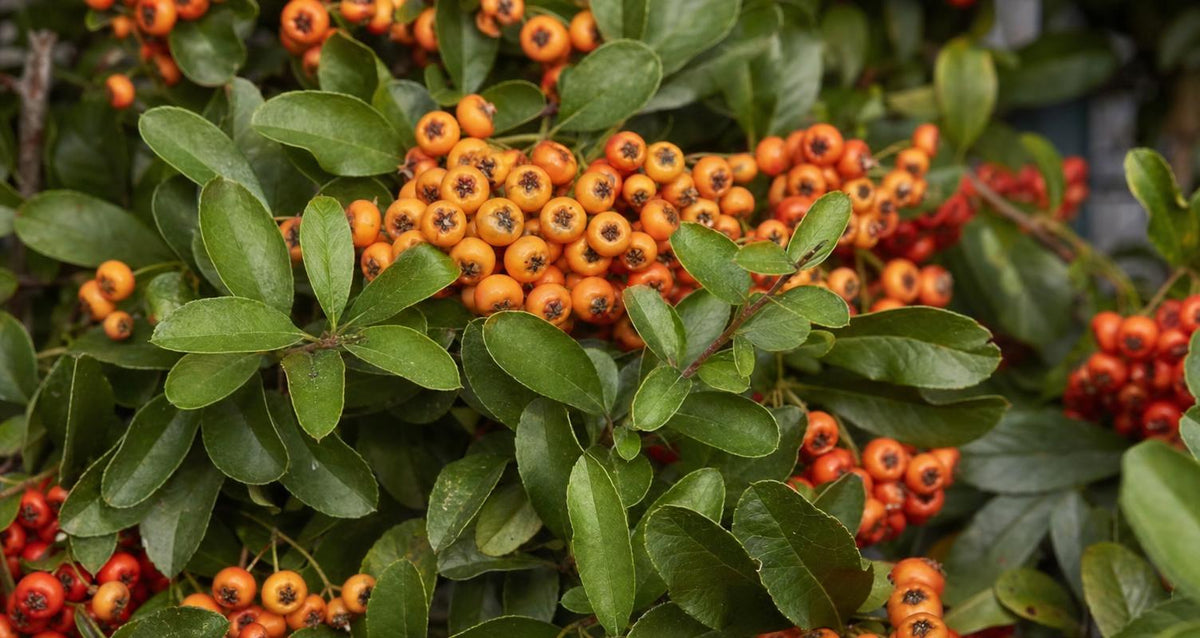Snoeien de vuurdoorn (Pyracantha)