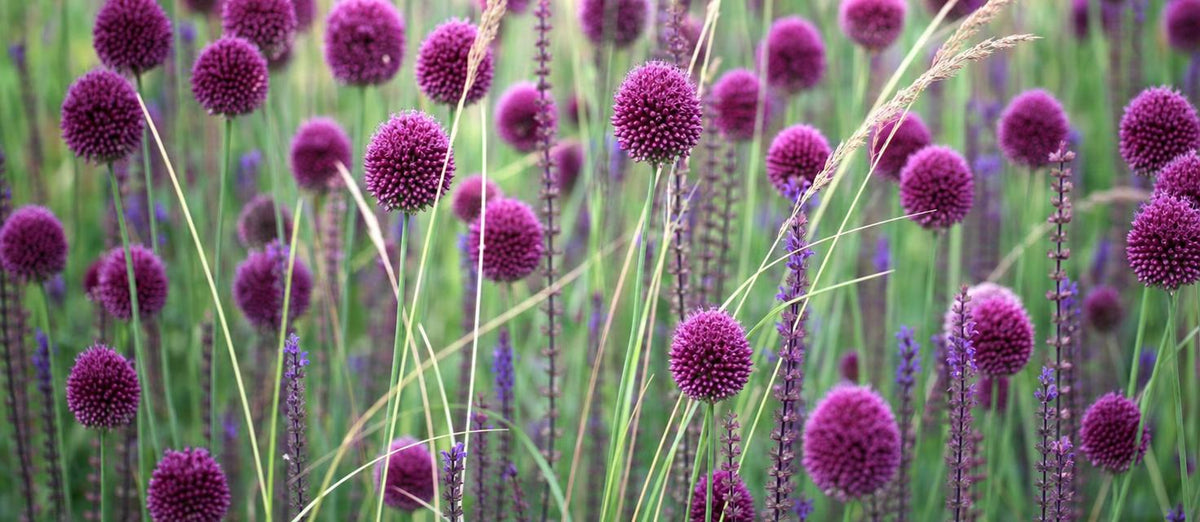 Een tuin vol Alliums