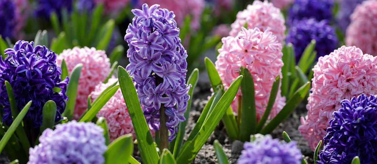 De hyacint: lieflijke bloemen voor de lente