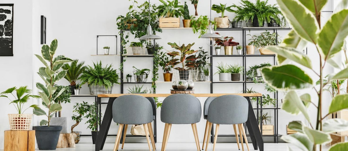 Creatief met kamerplanten