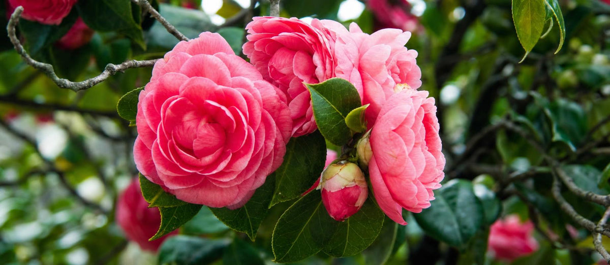 De Camellia japonica: planten en verzorgen tips