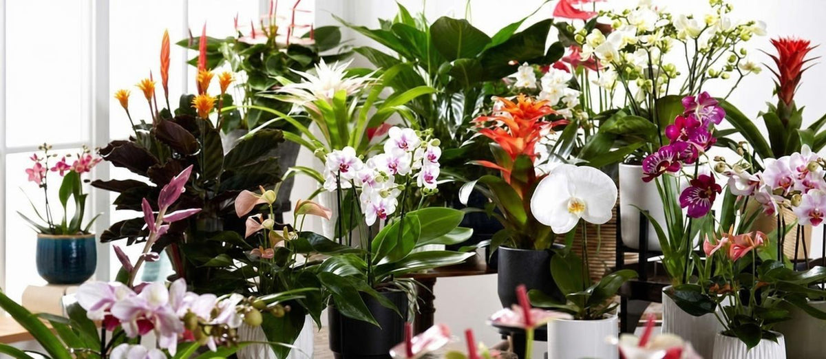 Bloeiende kamerplanten stelen de show in jouw interieur