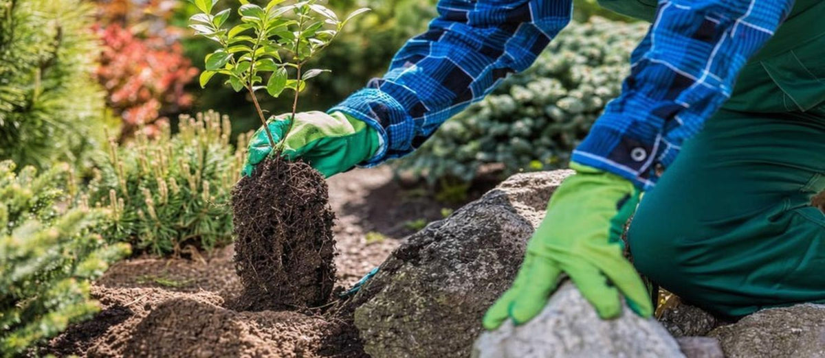 Het verplanten van jouw tuinplanten