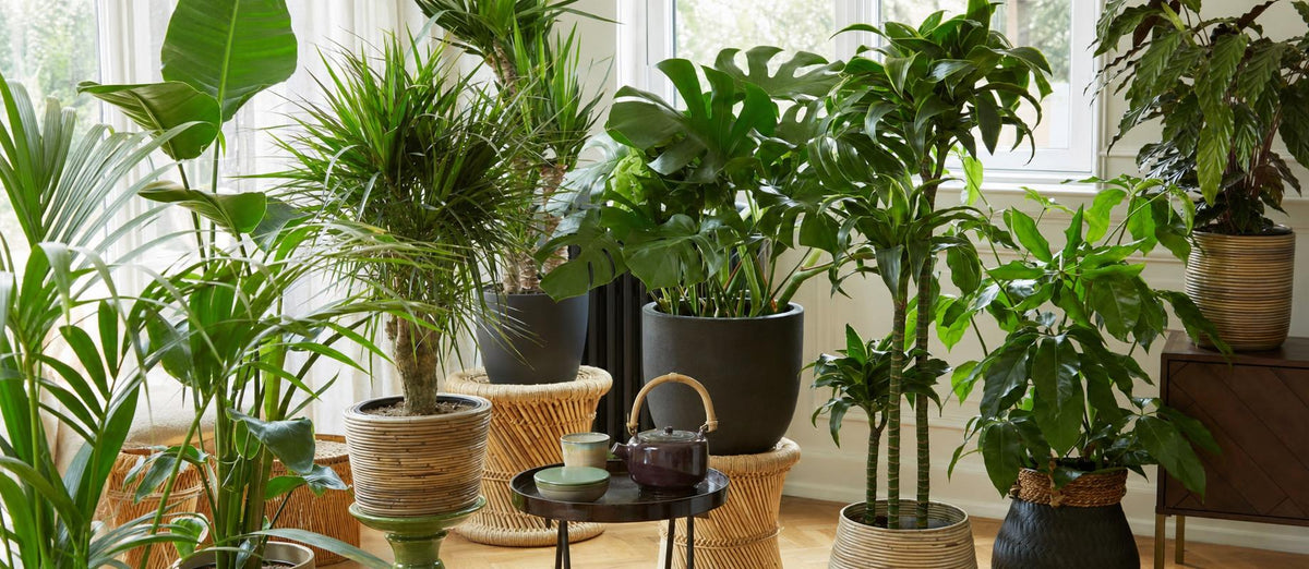 Dit zijn de mooiste grote kamerplanten