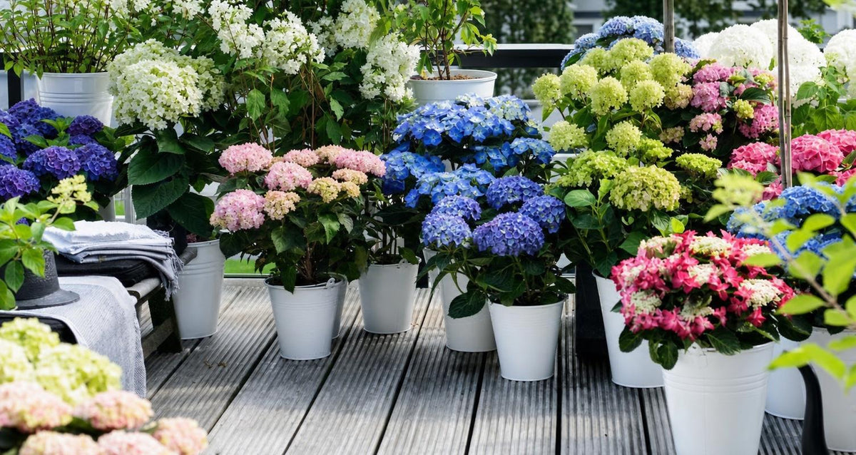 Hortensia’s in de spotlights