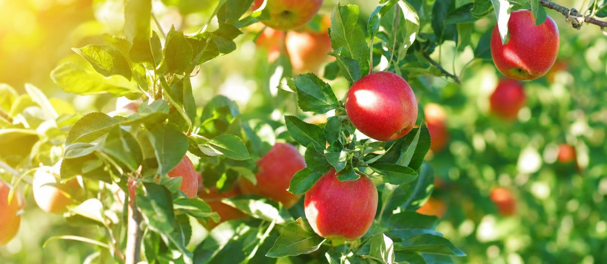 Fruitbomen snoeien : wanneer en hoe?
