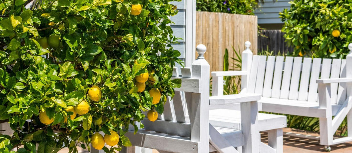 7 tips voor het creëren van een mediterrane tuin