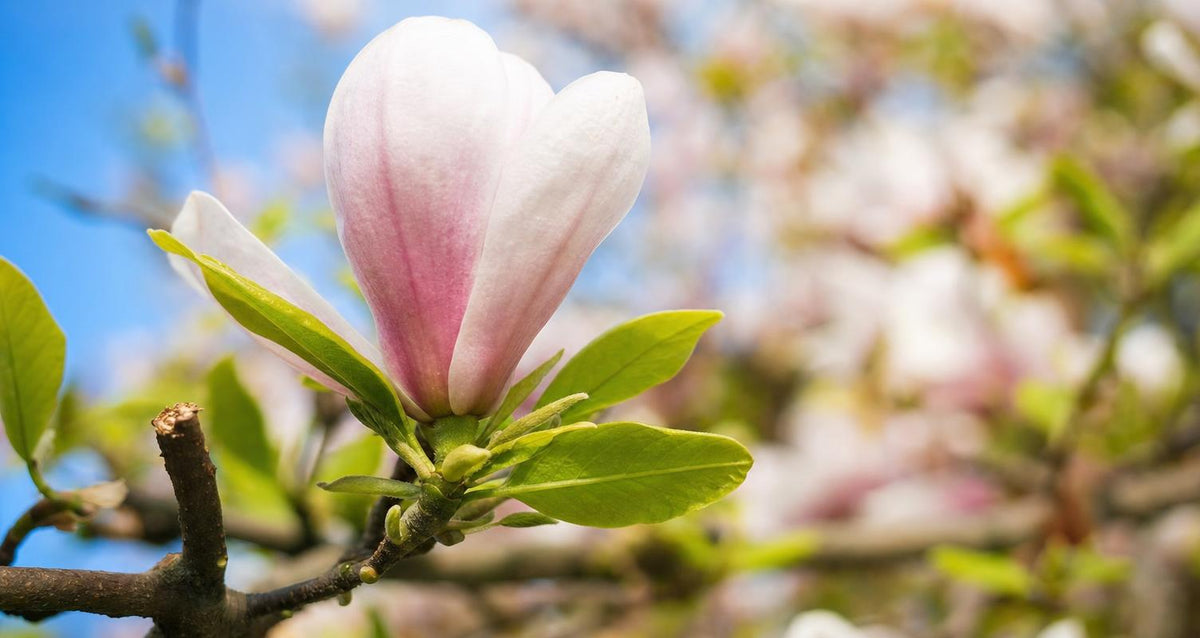 Snoeien de Magnolia (Beverboom)