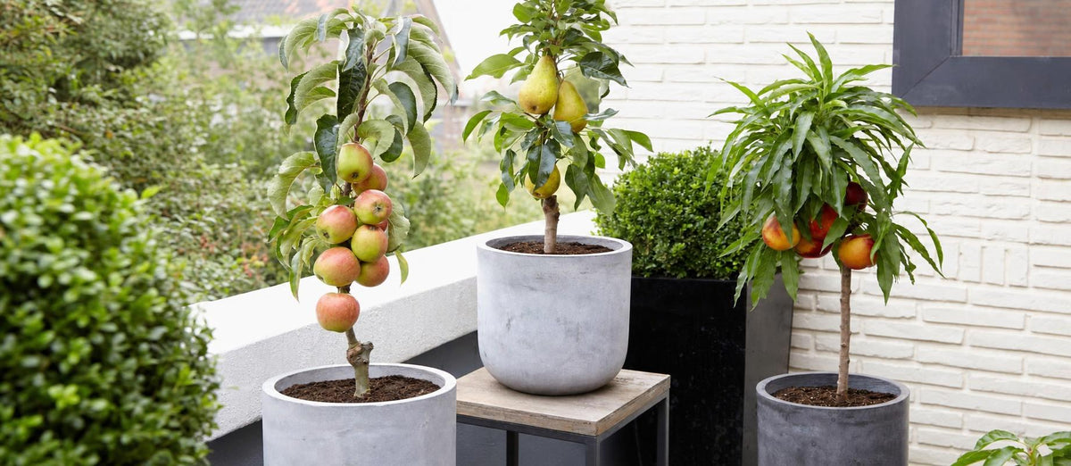 Fruit op het balkon of terras