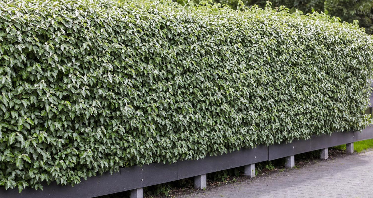 Snoeien de olijfwilg (Elaeagnus Pungens)