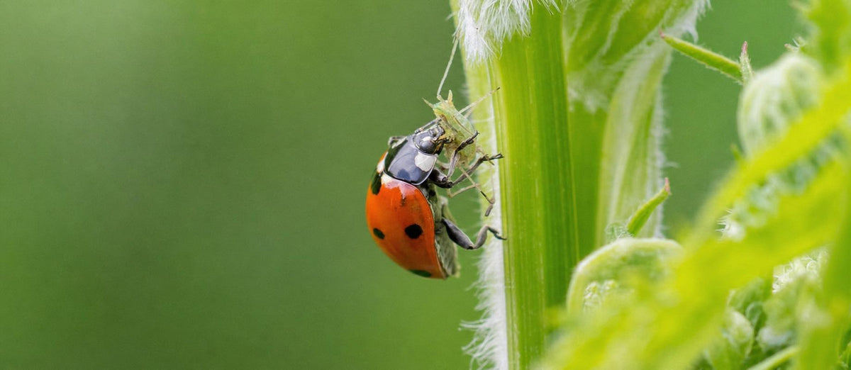 Biologisch bestrijden van ongedierte