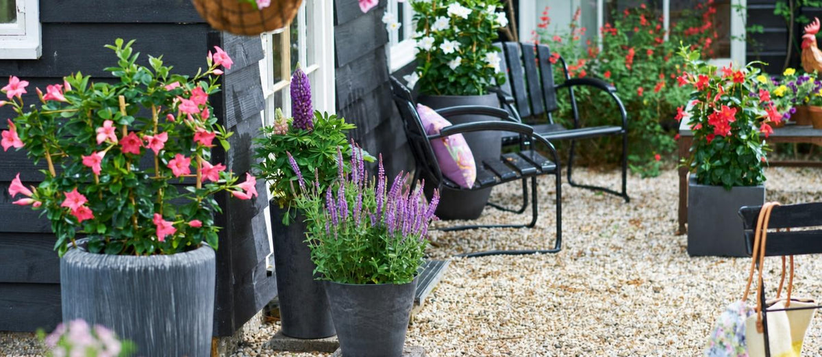 Terrasplanten in pot kleuren het terras!