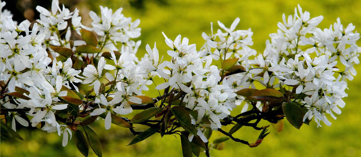 Snoeien van de krentenboom