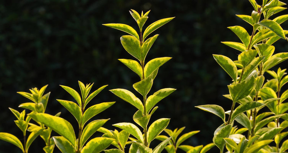 Snoeien de liguster (Ligustrum)