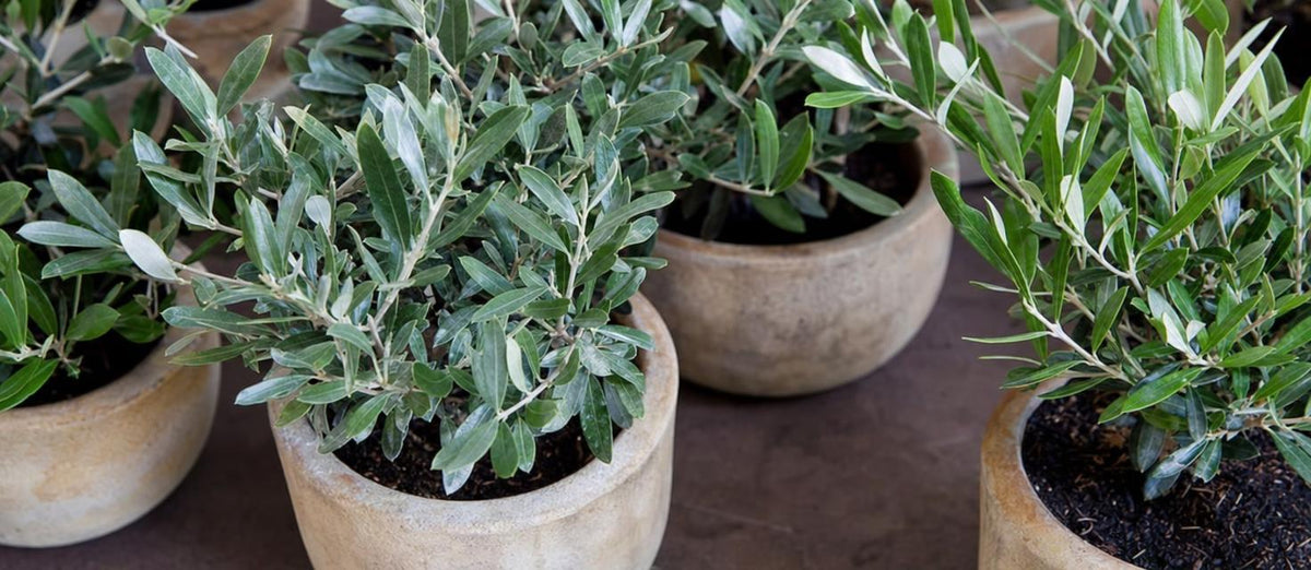 Mediterrane versiering voor de tuin: de olijfboom