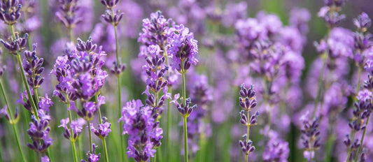 Lavendel / Lavandula