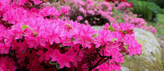 Azalea: kleurrijke voorjaarsbloeier